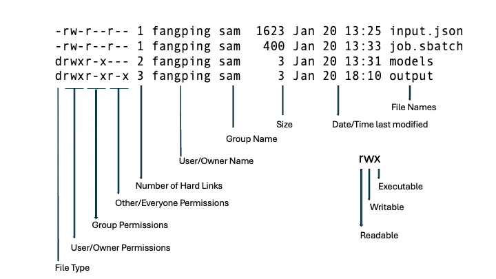 An ls -la listing with every column labelled: file type, owner group and other permissions, number of hard links, owner name, group name, size, date last modified, and file name